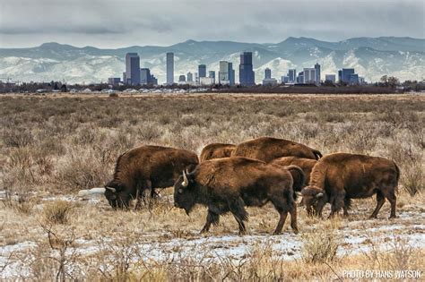 Bison At The Rocky Mountain Arsenal National Wildlife Refuge With The