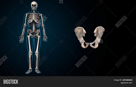 Human Skeleton Hip Image And Photo Free Trial Bigstock