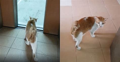 Cat Takes Lift To Hdb Unit Even Thanks Human For Pressing Correct