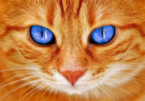 Cat Eyes Cats Eyes Face Tiger Mackerel Red Cat Sweet Kitten