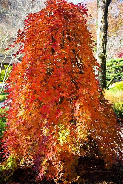 Ryusen Japanese Maple In The Fall Japanese Maple Tree Landscape