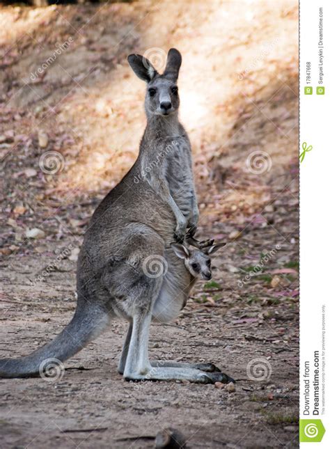 Mother And Baby Kangaroos Royalty Free Stock Photos Image 17847668