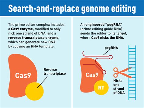 New CRISPR Genome Editing System Offers A Wide Range Of Versatility In