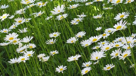 Download Wallpaper 1920x1080 Chamomile Flowers Summer Meadow Greens