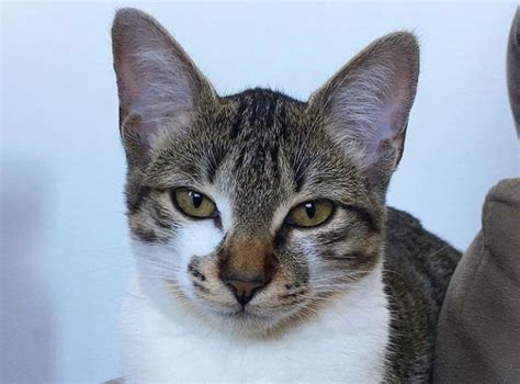 20 Best Brazilian Shorthair Cat Names Cat Names Cats And Kittens