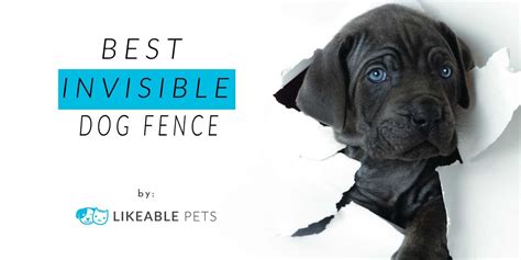 For dogs 6 months and older Best Invisible Dog Fence in 2018
