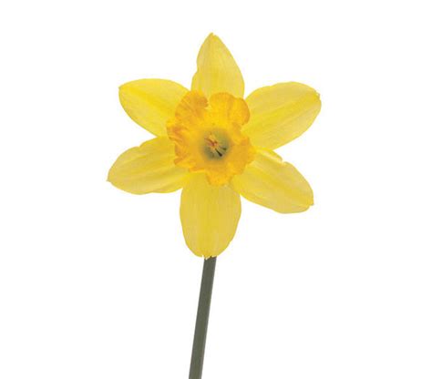 Daffodil 6 Pretty Flowers And Their Symbolic Meanings Real Simple