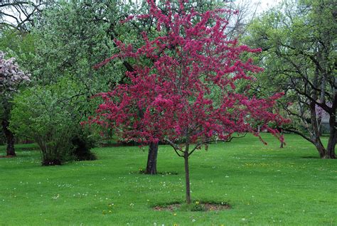Prairifire Flowering Crabapple Tree Best Flower Site