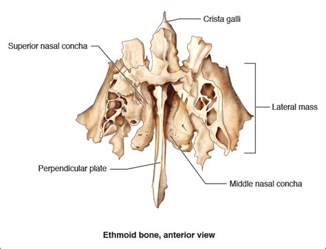 Ethmoid Anatomy
