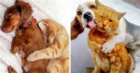 24 Fotos Adorables De Amistades Entre Perros Y Gatos Que Se Robarán Tu Corazón Por Completo Genial