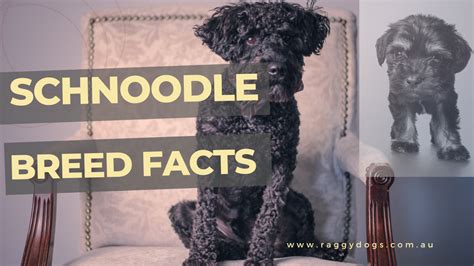 Schnoodle The Complete Guide To The Poodle Schnauzer Mix Breed