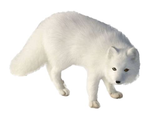 Arctic Fox Png Transparent Images Png All