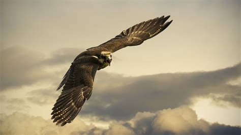 A Majestic Falcon Flying Through The Sky Gogambar