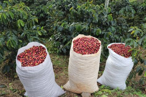 Cay La Producci N De Caf En Colombia Federaci N Nacional De