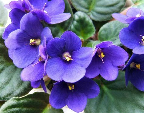Violets Planting And Care Tips Flower Blog