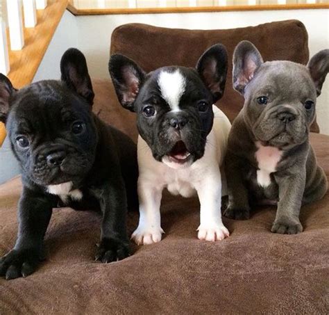 We at frenchie world are crazy french bulldog lovers with more than 20 years experience. 19 Reasons Why French Bulldogs Are The Worst Dogs To Live With