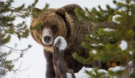 White Wolf Iconic Yellowstone Grizzly Bear To Lose Federal Protection