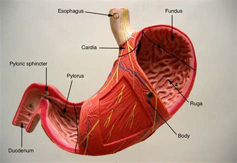 Human anatomy models for students. stomachlabel.jpg 700×482 pixels | Medical anatomy, Anatomy ...