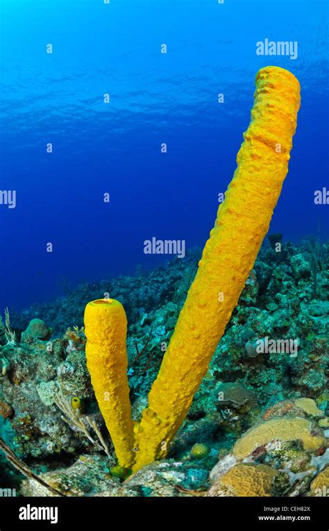 Caribbean Coral Reef With Yellow Tube Sponge And Scuba Diver Trinidad