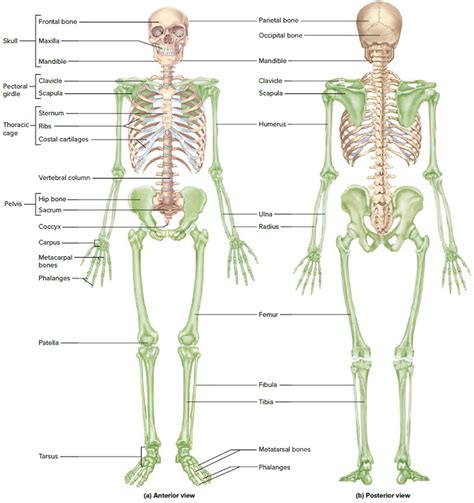 Human skeleton with labeled bones