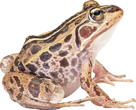 Frog Png Image Transparent Image Download Size 2044x1661px