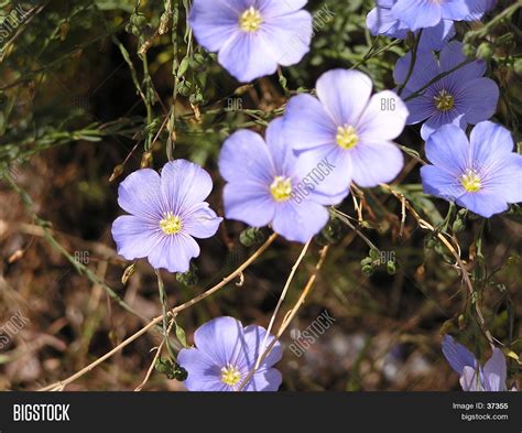 Western Blue Flax Image And Photo Free Trial Bigstock