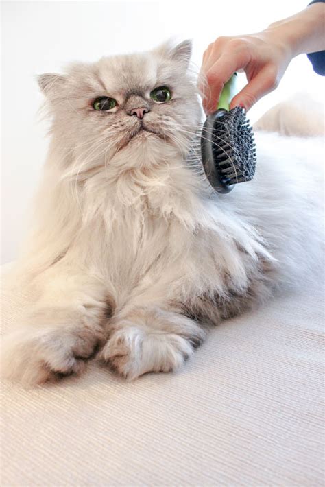 The chinchilla persian is a variety of the persian cat, classified as a silver cat or chinchilla longhair. The Persian cat: the world's most aristocratic feline