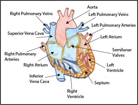 Fetal Pig Heart Labeled Diagram