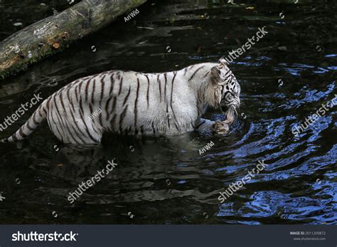 White Tiger Eating Meat Water Stock Photo 2011209872 Shutterstock