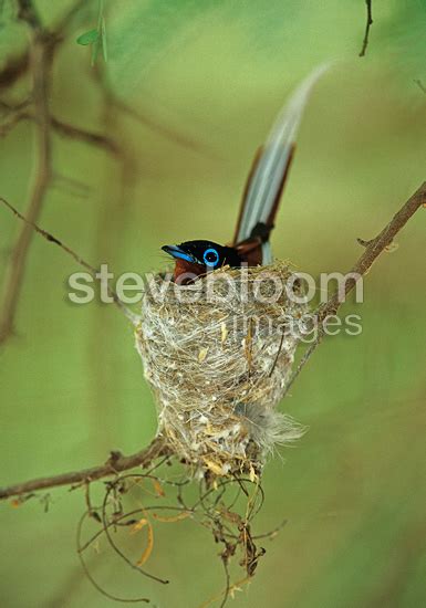 Madagascar Paradise Flycatcher Male Sitting On Its Eggs Madagascar