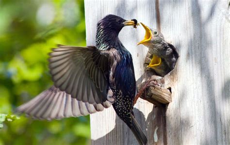 4 Proven Ways To Get Rid Of Starlings Today 2024 Nistkästen Vögel Im Garten Vögel