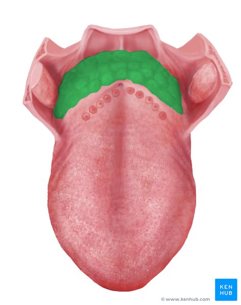 Lingual Tonsil Anatomy