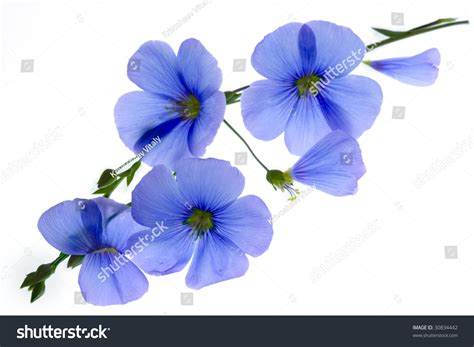 Blue Flowers On White Background Stock Photo 30834442 Shutterstock
