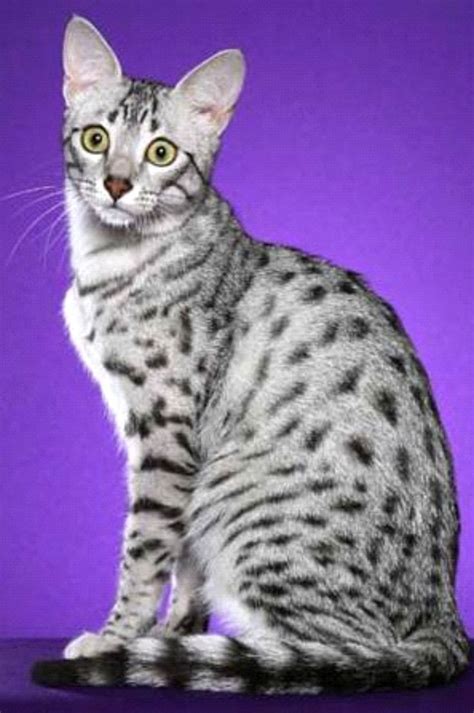 tica egyptian  breed introduction egyptian  cat breeds egyptian cats