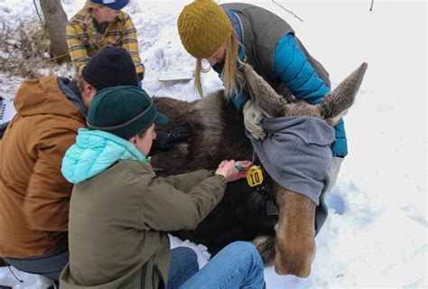 Wyoming Game And Fish Department Moose Research Expanded Near Wilson