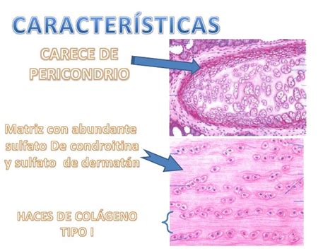 Fibrocartilago