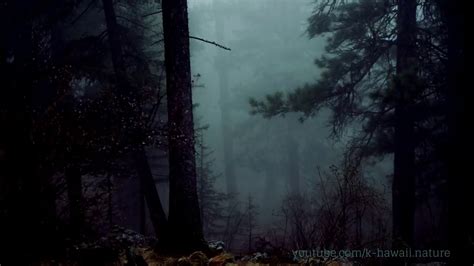 Forest At Night Crickets Owls Rain Wind In Trees Relax Study Sleep De