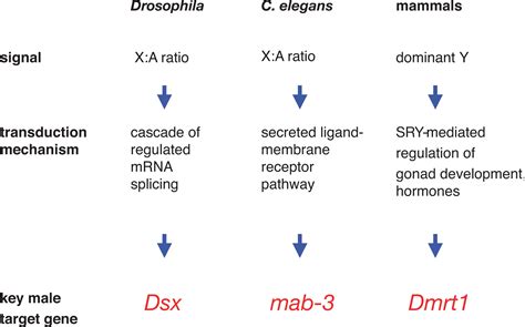 The Evolution Of Nematode Sex Determination C Elegans As A Reference
