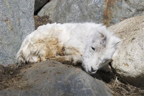 Baby Dall Sheep Stock Image Image Of Dall Alaska Relaxing 30546667