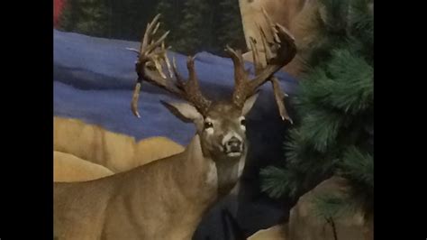 West Virginia State Record Whitetail Buck Replica Non Typical Youtube