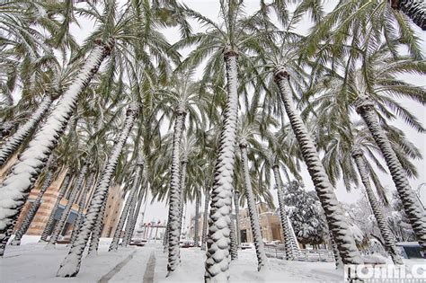 Palm Trees In The Snow Palmen Im Schnee Eine Grenzenlose Liebe Palm