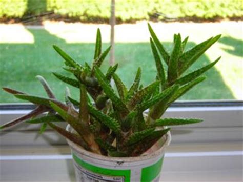 Even though aloe vera will grow in most soil types, it doesn't like 'wet feet', where the soil stays wet and soggy for long periods, especially during colder weather. like aloe vera