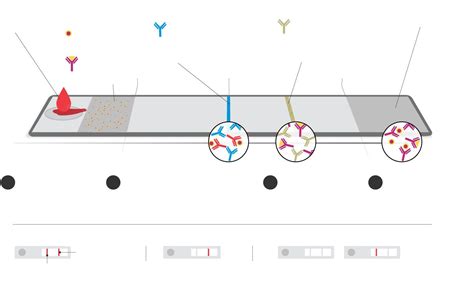 Race Is On To Create Rapid Covid 19 Tests For The Fall Wsj