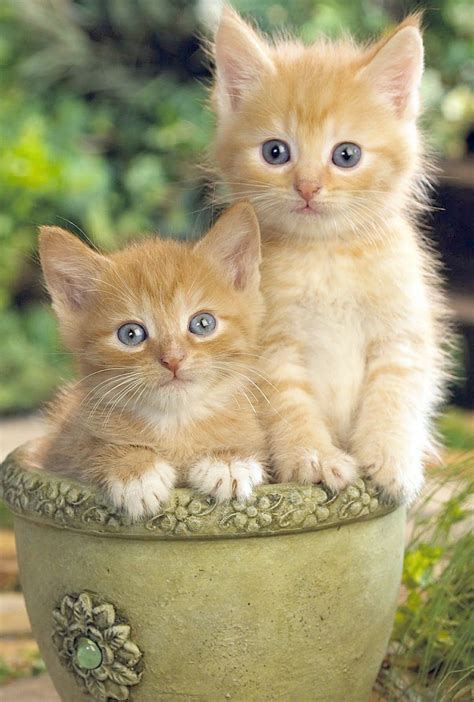 …please stop by the web pages we adhere to, like this one particular, because it represents our picks in the web… Stunning Kittens For Sale Near Me For Free Marvelous