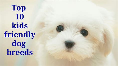 Top 10 Kids Friendly Dog Breeds Youtube
