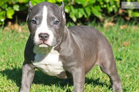The american bully kennel club (abkc) recognized the breed. American Bully puppy for sale near Orange County ...