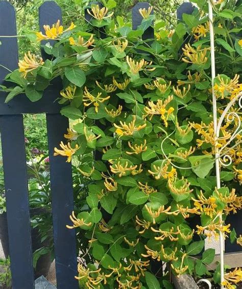 12 Beautiful Vines And Climbers With Yellow Flowers