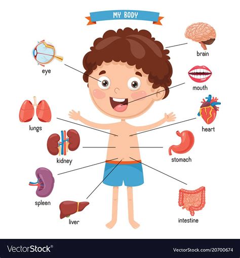 Anatomy Poster For Kids Stock Illustration Download