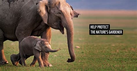 Donate To Save Indian Elephant Wwf India