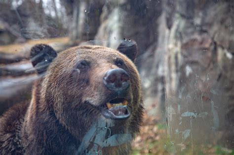 Ronan A 740 Pound Grizzly Bear From Arizona Welcomed At North